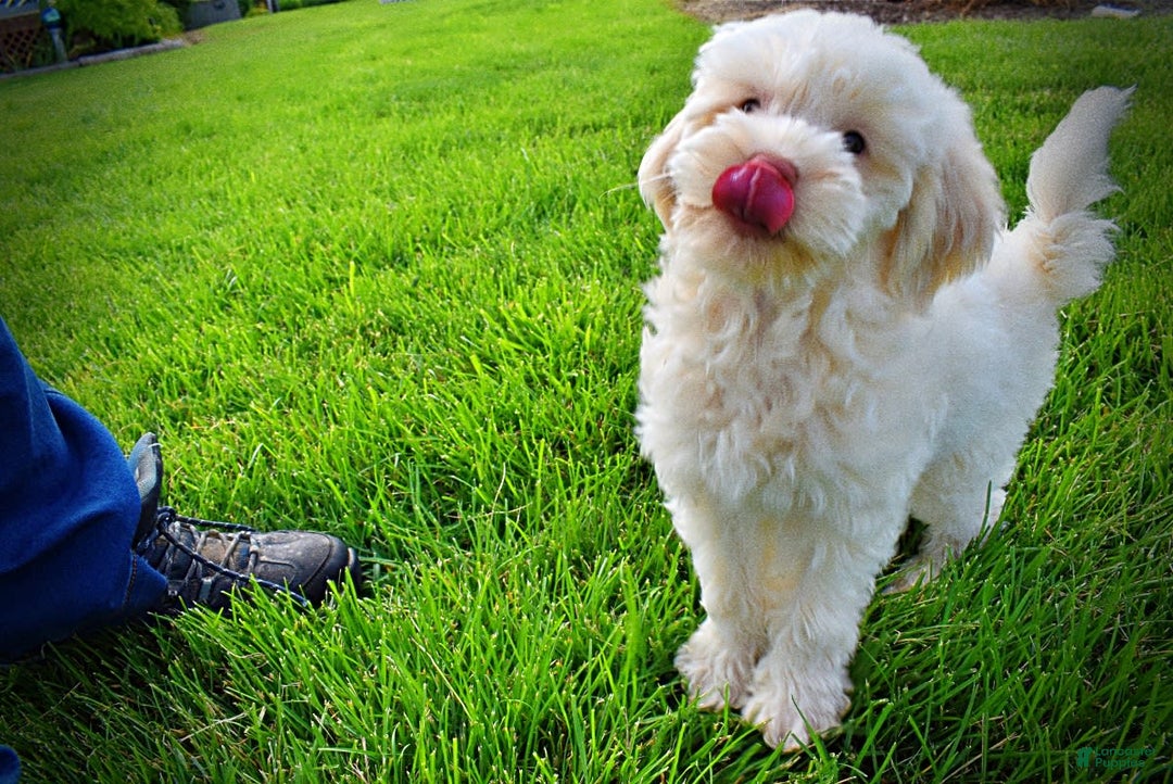 Havapoo dogs for sale: Valentino - Image 12