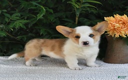 Welsh Corgi Pembroke dogs for sale: Thorne - Image 2