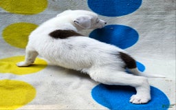 Border Collie dogs for sale: Charlie - Image 11