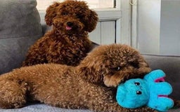 Toy Poodle dogs for sale: Teddy 🧸 - Image 7