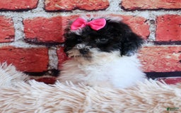 Bichpoo dogs for sale: Baby Doll - Image 21