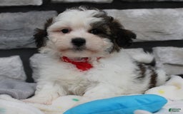 Teddy Bear dogs for sale: Alex - Image 5