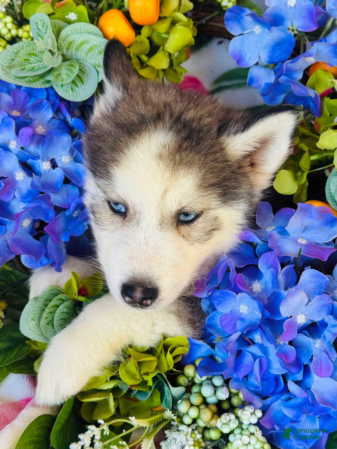 Siberian Husky dogs for sale: Juno - Image 4