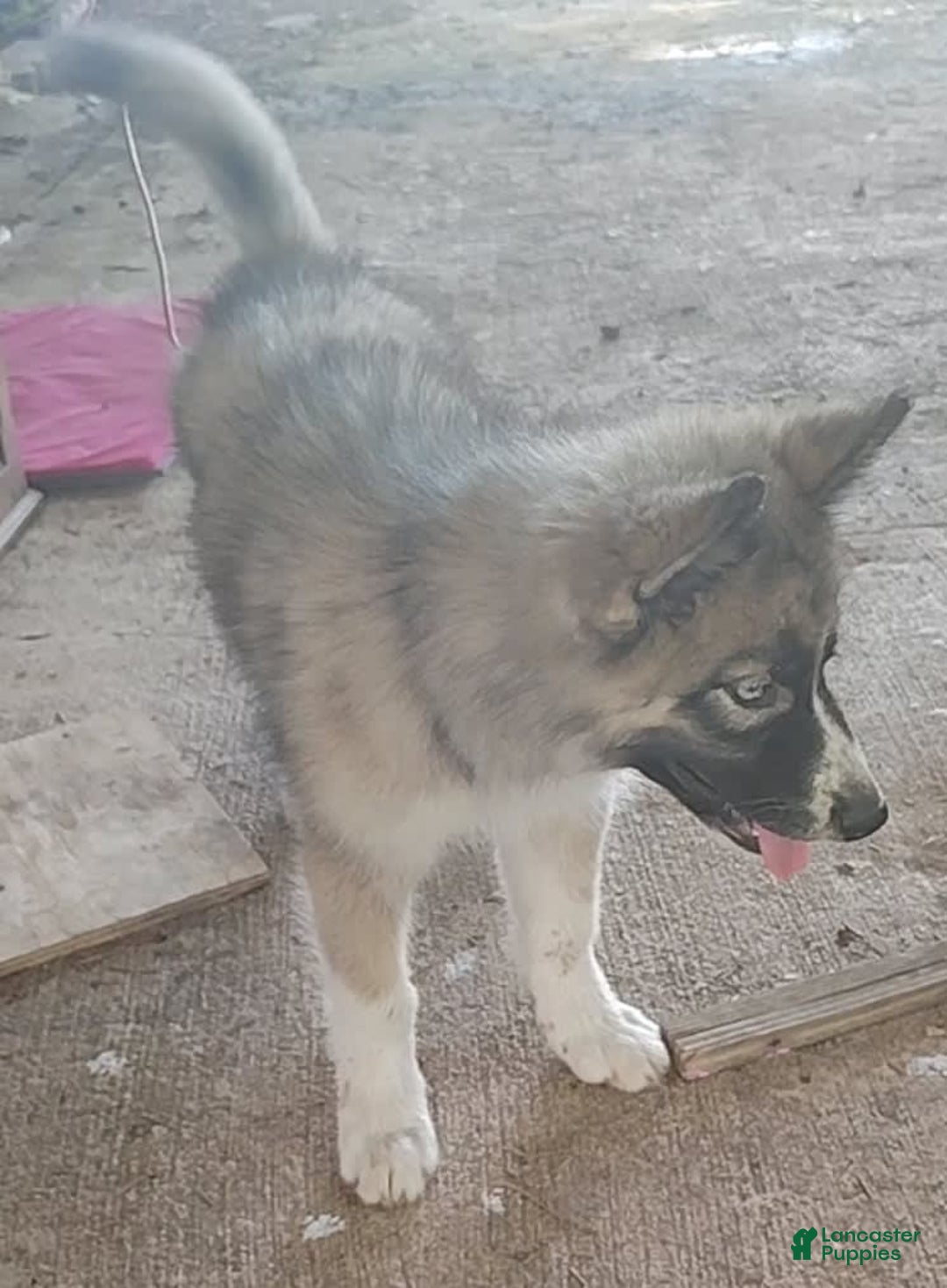 Siberian Husky dogs for sale: Kaya - Image 13