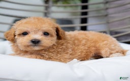 Maltipoo dogs for sale: Valentina - Image 3