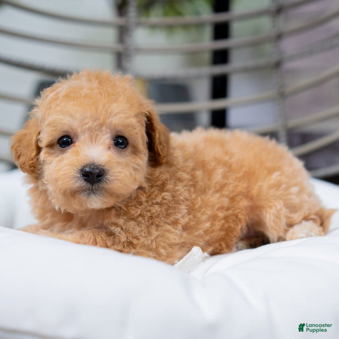 Maltipoo dogs for sale: Valentina - Image 3