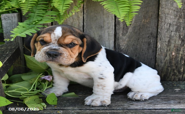 Beabull dogs for sale - Ad 4