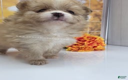 Pomeranian dogs for sale: Snuggles - Champion Lines - Image 9
