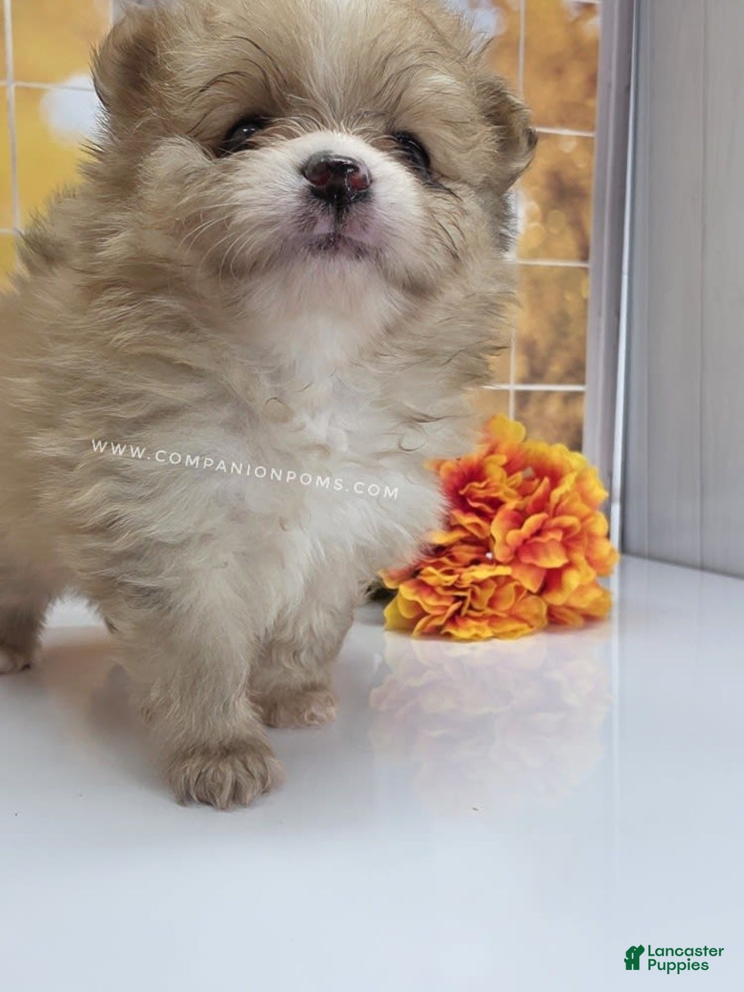 Pomeranian dogs for sale: Snuggles - Champion Lines - Image 9