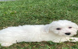 Bichon Frise dogs for sale: Bruno - Image 4