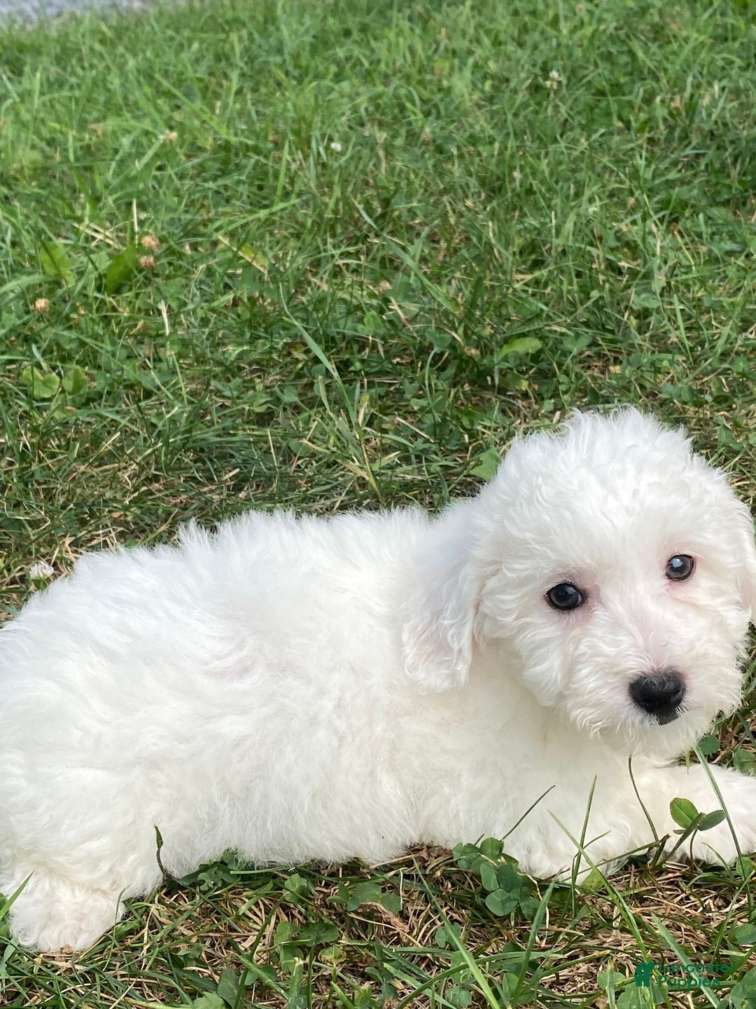 Bichon Frise dogs for sale: Bruno - Image 4