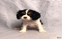 Cavalier King Charles Spaniel dogs for sale: Bear - Image 11