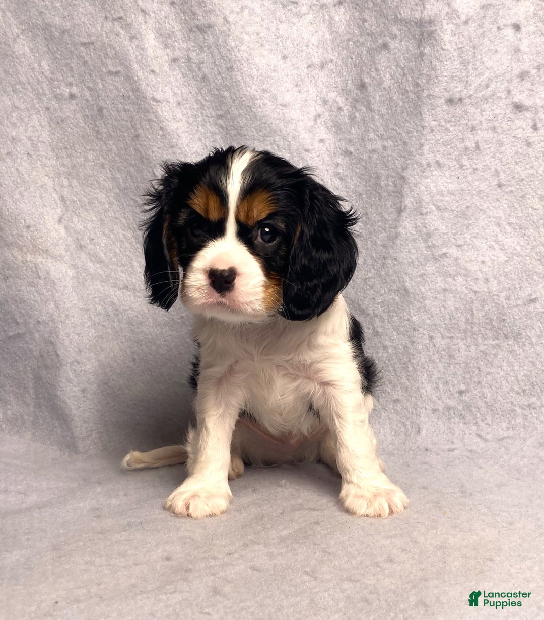 Cavalier King Charles Spaniel dogs for sale: Bear - Image 11