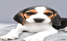 Beagle dogs for sale: Skip - Image 5