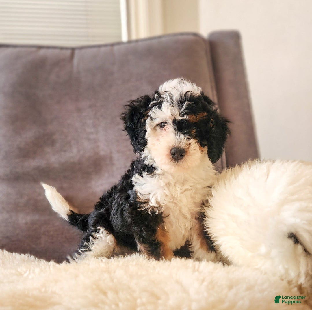 Mini Bernedoodle dogs for sale: Weber - Image 6