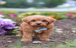 Maltipoo dogs for sale: Dewey - Image 3