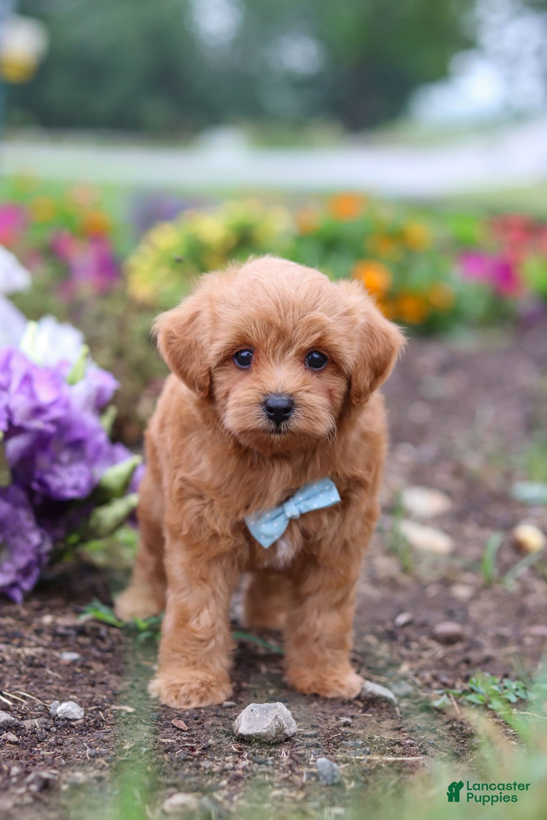 Maltipoo dogs for sale: Dewey - Image 3