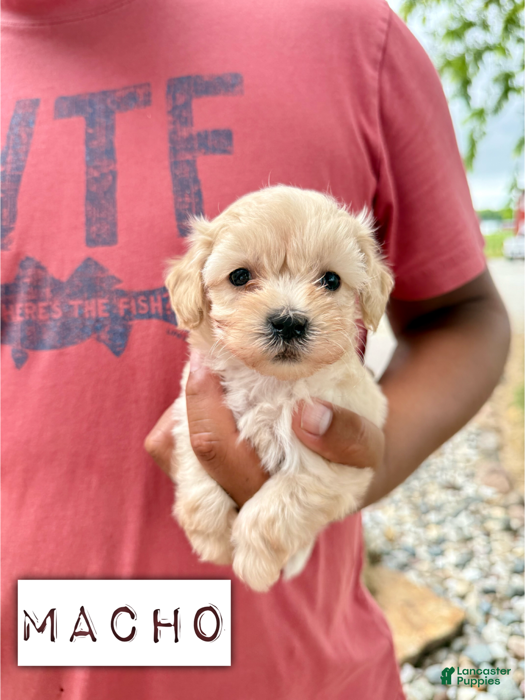 Chinese Crested dogs for sale: Macho - Image 1