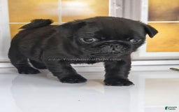 Pug dogs for sale: Runt - Champion Lines - Image 15