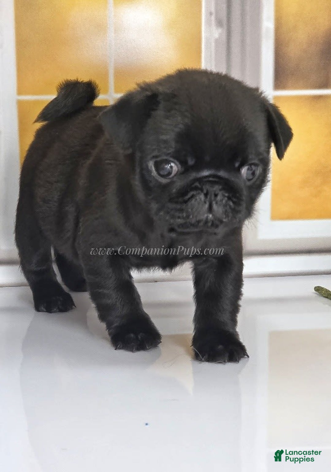 Pug dogs for sale: Runt - Champion Lines - Image 15