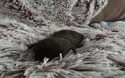 Labradoodle dogs for sale: Runtie - Image 2