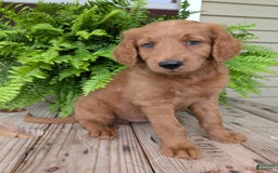 Goldendoodle dogs for sale: Flip - Image 11