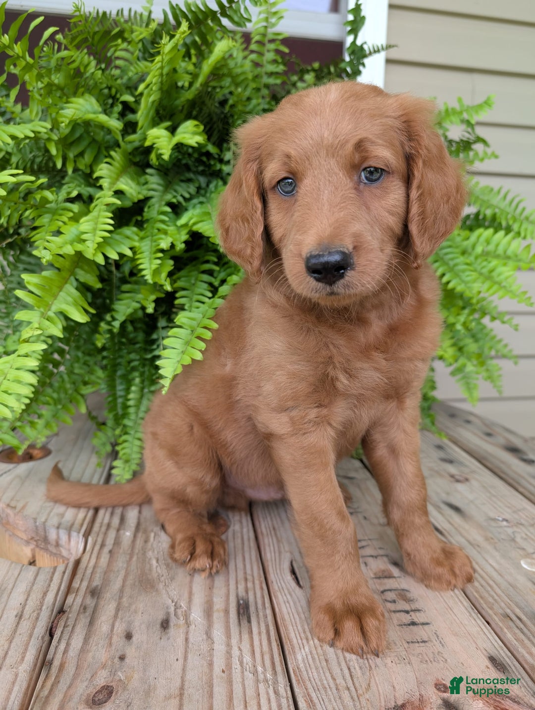 Goldendoodle dogs for sale: Flip - Image 11