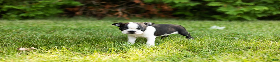 Ollie