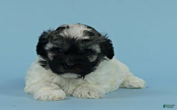 Havanese dogs for sale: Inigo - Image 5