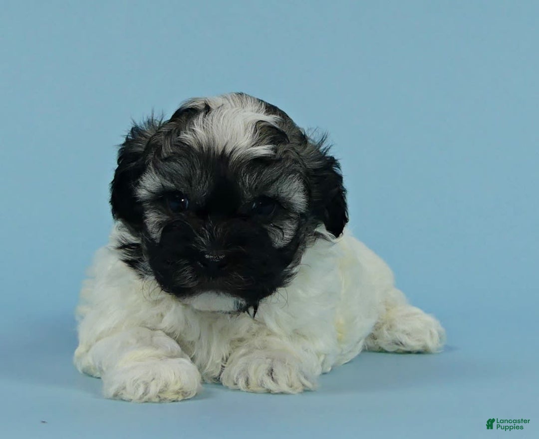 Havanese dogs for sale: Inigo - Image 5