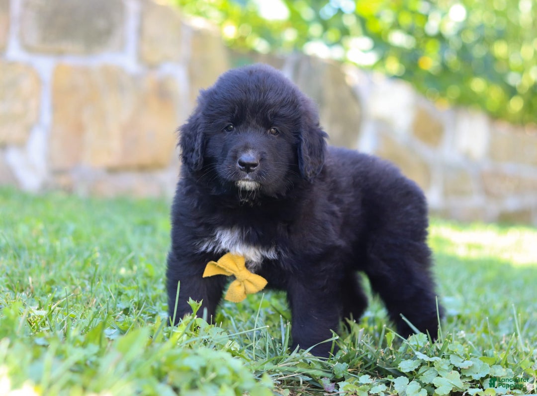Newfoundland dogs for sale: Bear - Image 2