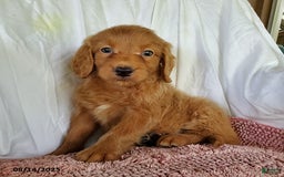 Mini Goldendoodle dogs for sale: Karmel - Image 1