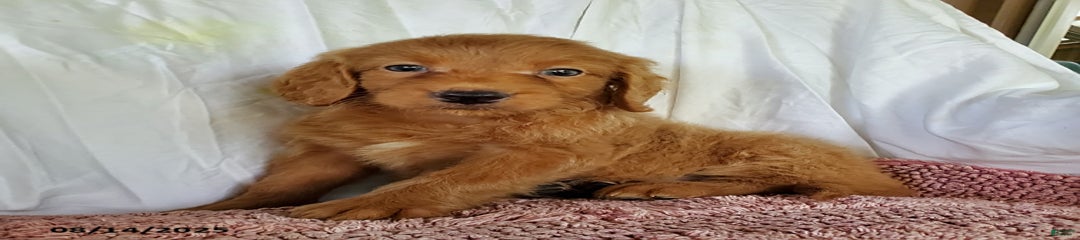 Karmel