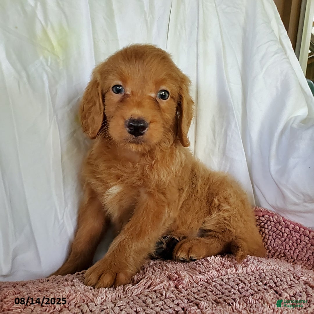 Mini Goldendoodle dogs for sale: Karmel - Image 1
