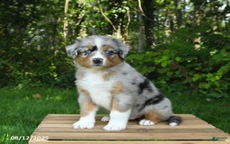 Australian Shepherd dogs for sale: Adrian - Image 2