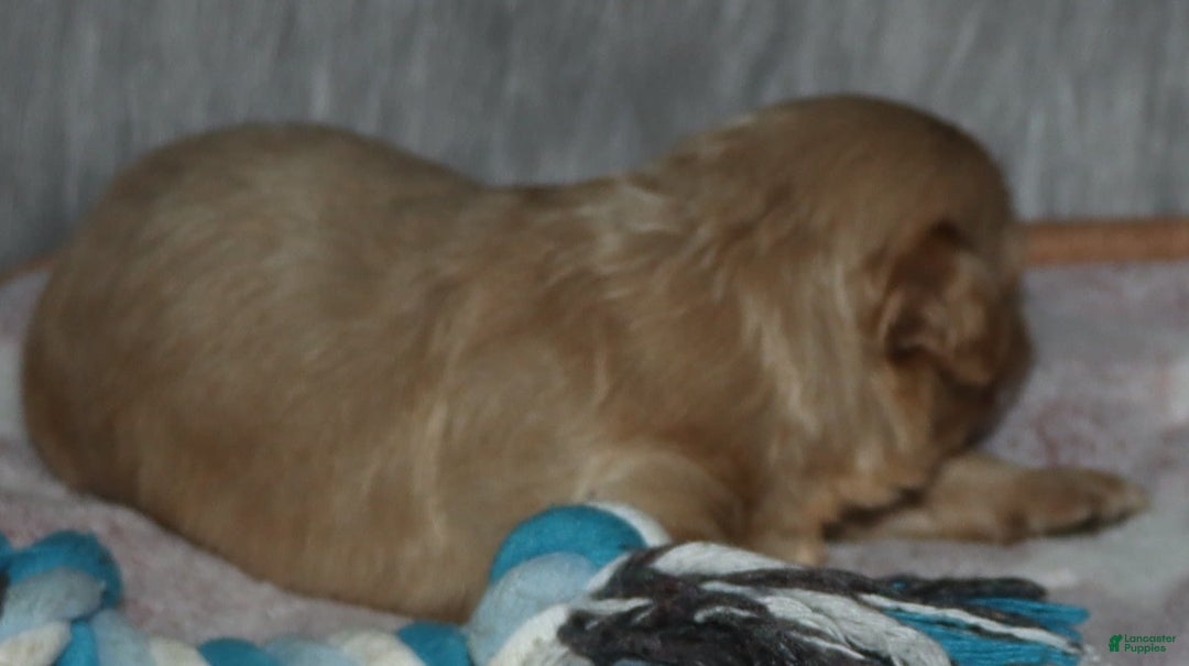 Havapoo dogs for sale: Chase - Image 1