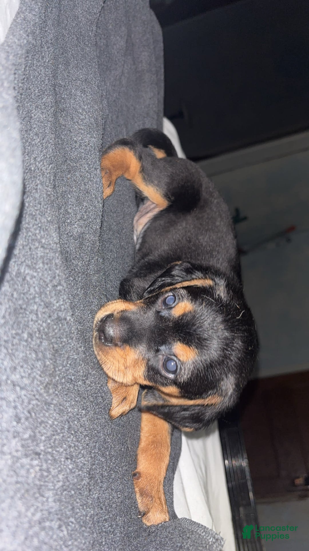 Doberman Pinscher dogs for sale: Toyo Juniors - Image 4