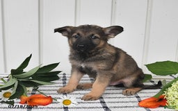 German Shepherd dogs for sale: Delmar - Image 4