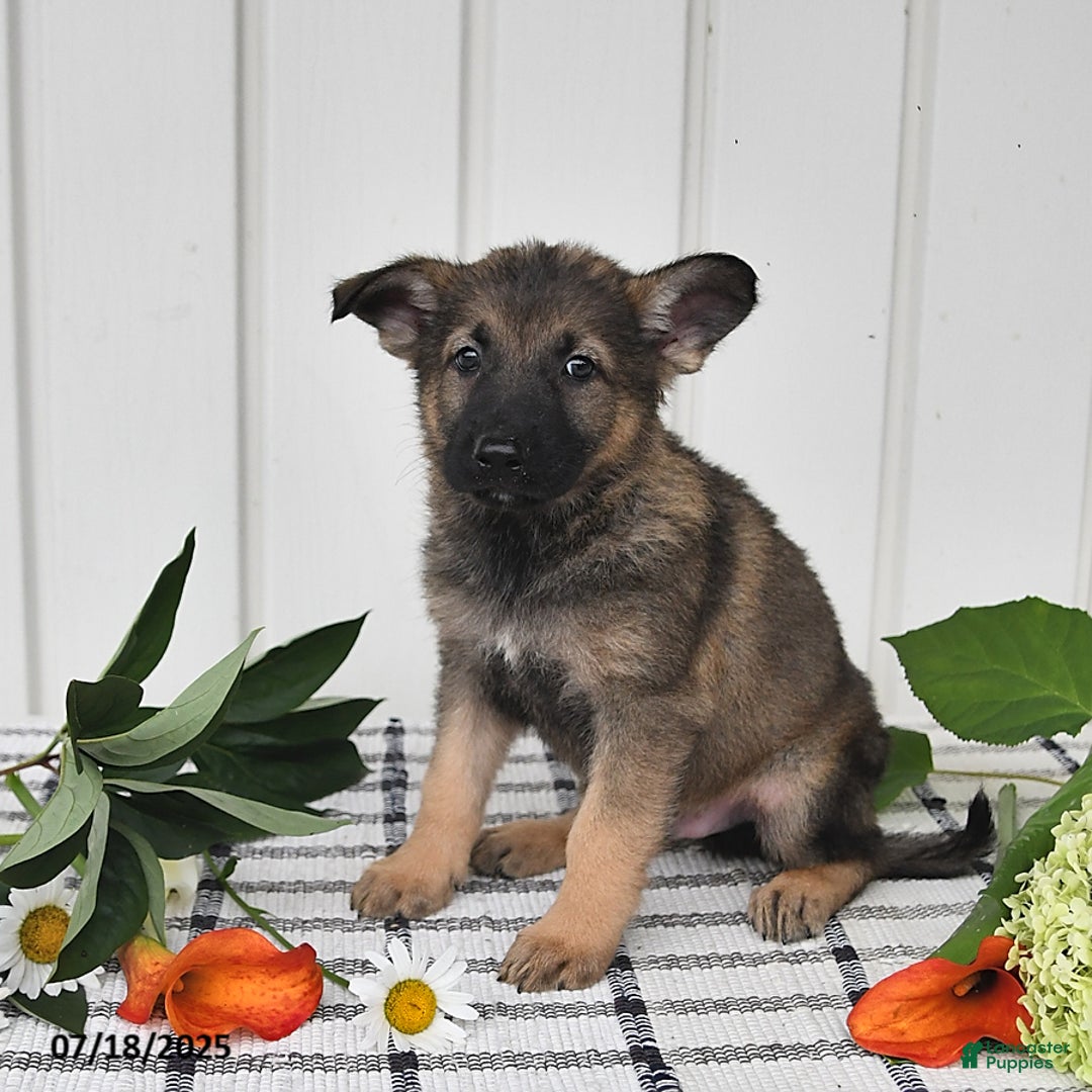 German Shepherd dogs for sale: Delmar - Image 4