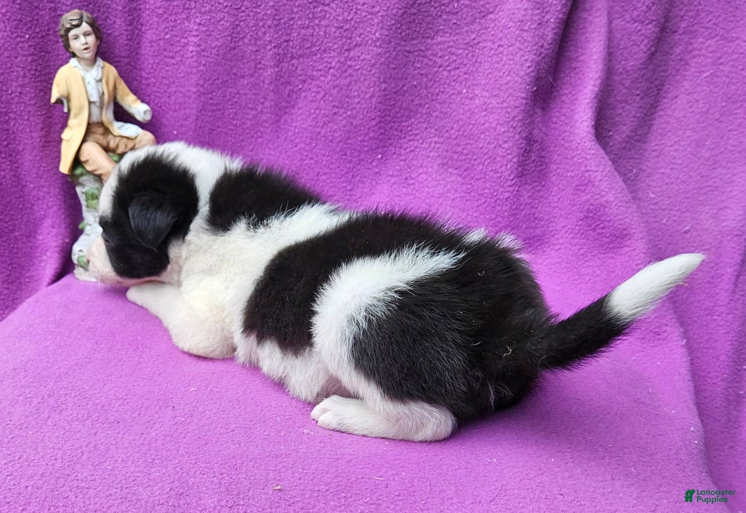 Border Collie dogs for sale: I-dog - Image 31