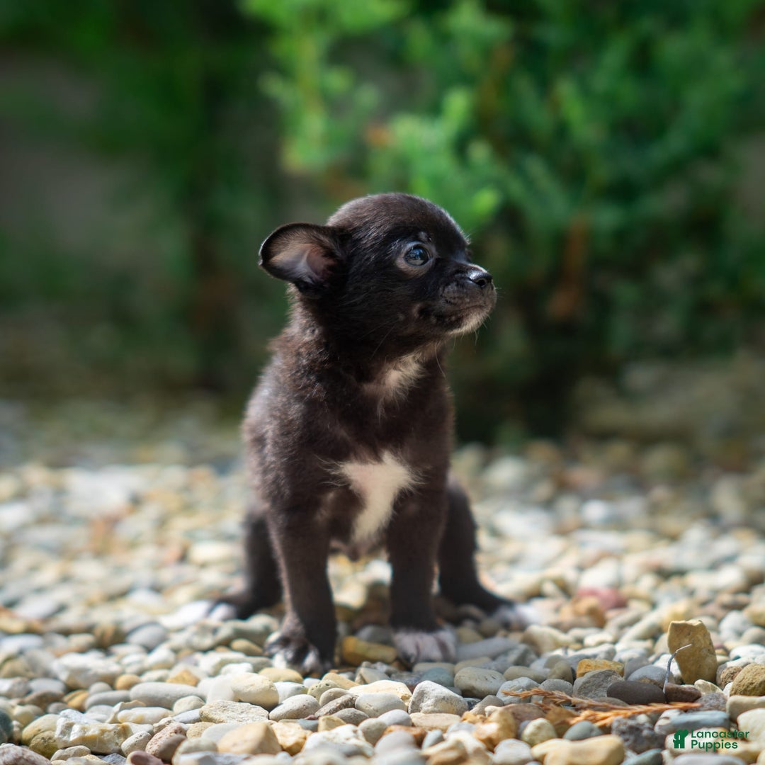 Pomchi dogs for sale: Batty - Image 8