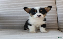 Welsh Corgi Pembroke dogs for sale: Lily - Image 11