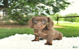 Miniature Dachshund dogs for sale: Heather - Image 2