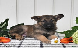 German Shepherd dogs for sale: Delmar - Image 5