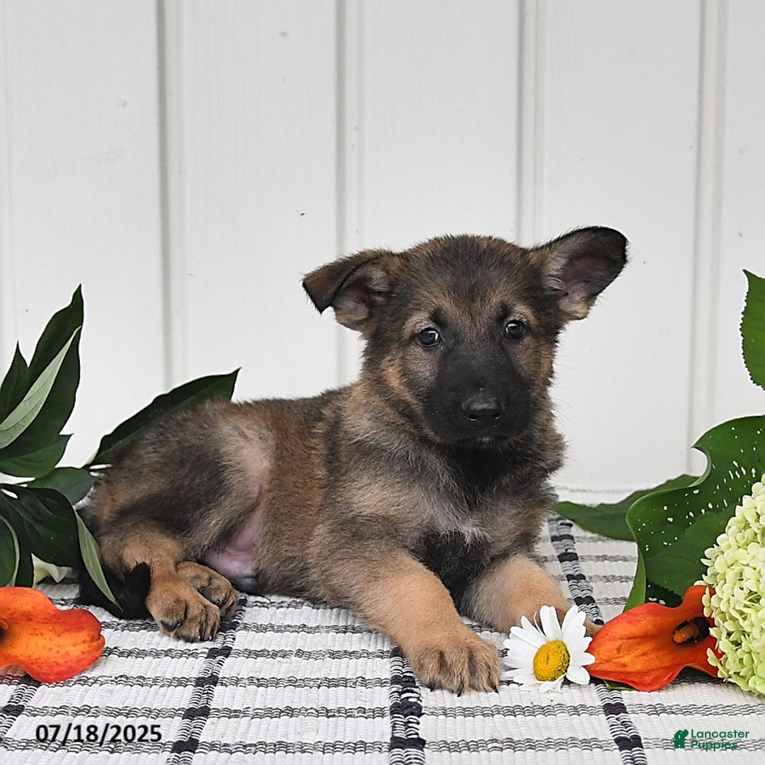 German Shepherd dogs for sale: Delmar - Image 5