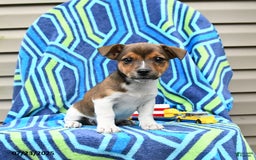 Jack Russell Terrier dogs for sale: Indos - Image 2