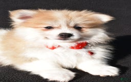 Pomeranian dogs for sale: Pomeranian 2 puppies - Image 3