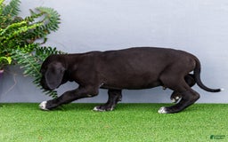 Great Dane dogs for sale: Jasper - Image 13