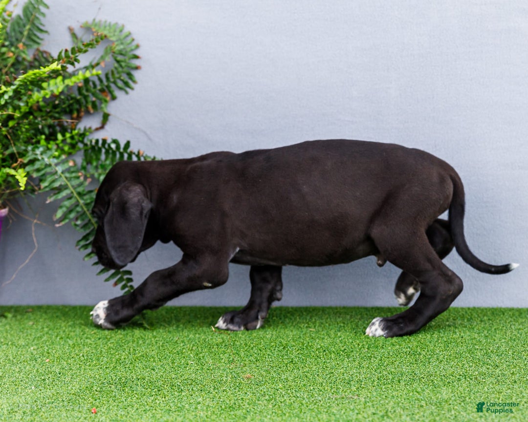 Great Dane dogs for sale: Jasper - Image 13