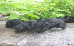 Toy Poodle dogs for sale: Hanna - Image 5